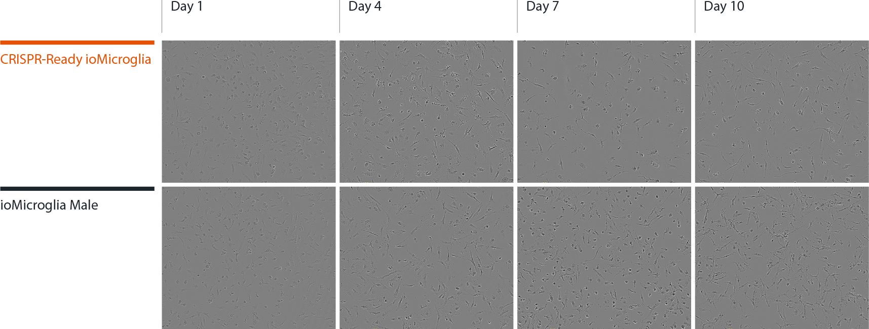 CRISPR-Ready ioMicroglia morphology panel FINAL2