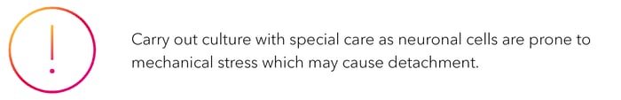 Carry out culture with special care as neuronal cells are prone to mechanical stress which may cause detachment.