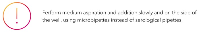 Perform medium aspiration and addition slowly and on the side of the well, using micropipettes instead of serological pipettes.