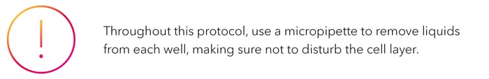 Throughout this protocol, use a micropipette to remove liquids from each well, making sure not to disturb the cell layer.