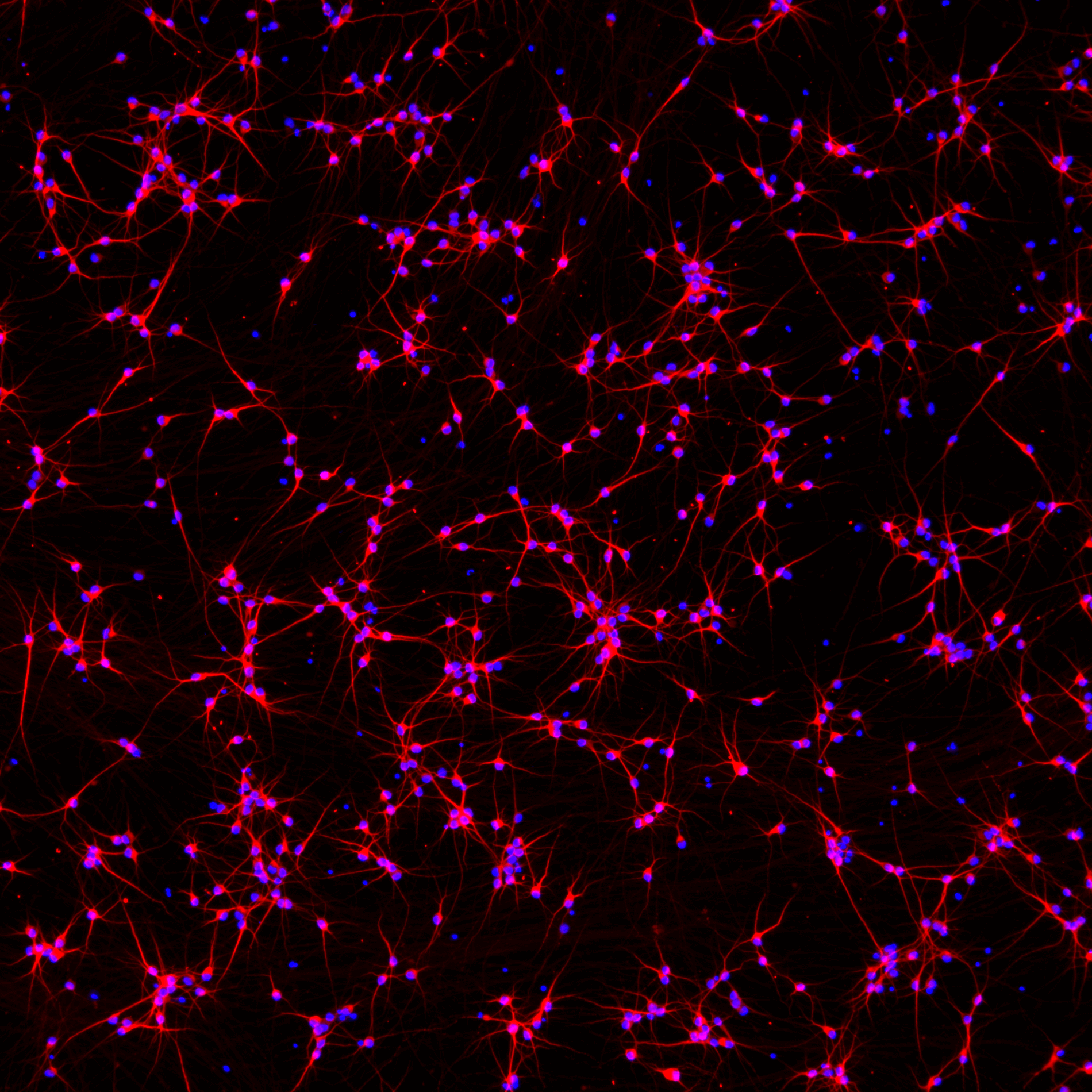ioGlutamatergic Neurons SNCA A53T/WT