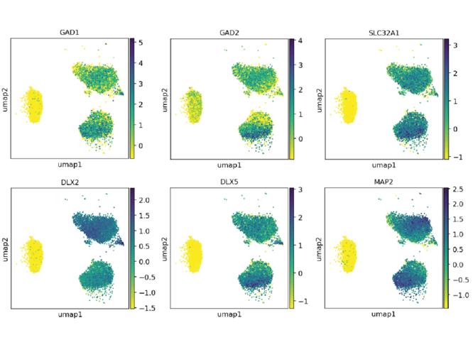 GABAergic neurons key marker expression scRNAseq