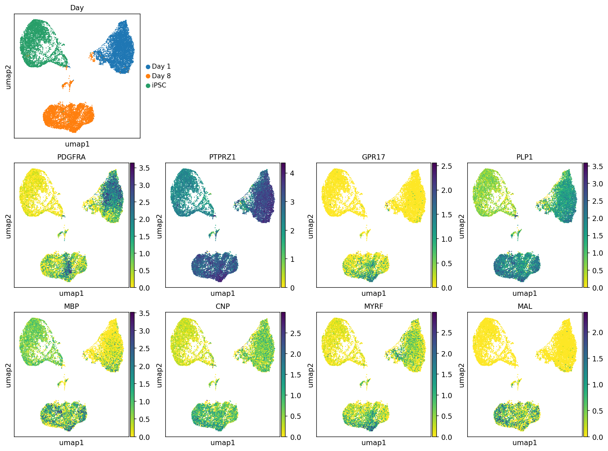 Single cell RNA-sequencing shows the expression of key oligodendroglial genes characteristic of OPCs and oligodendrocytes.