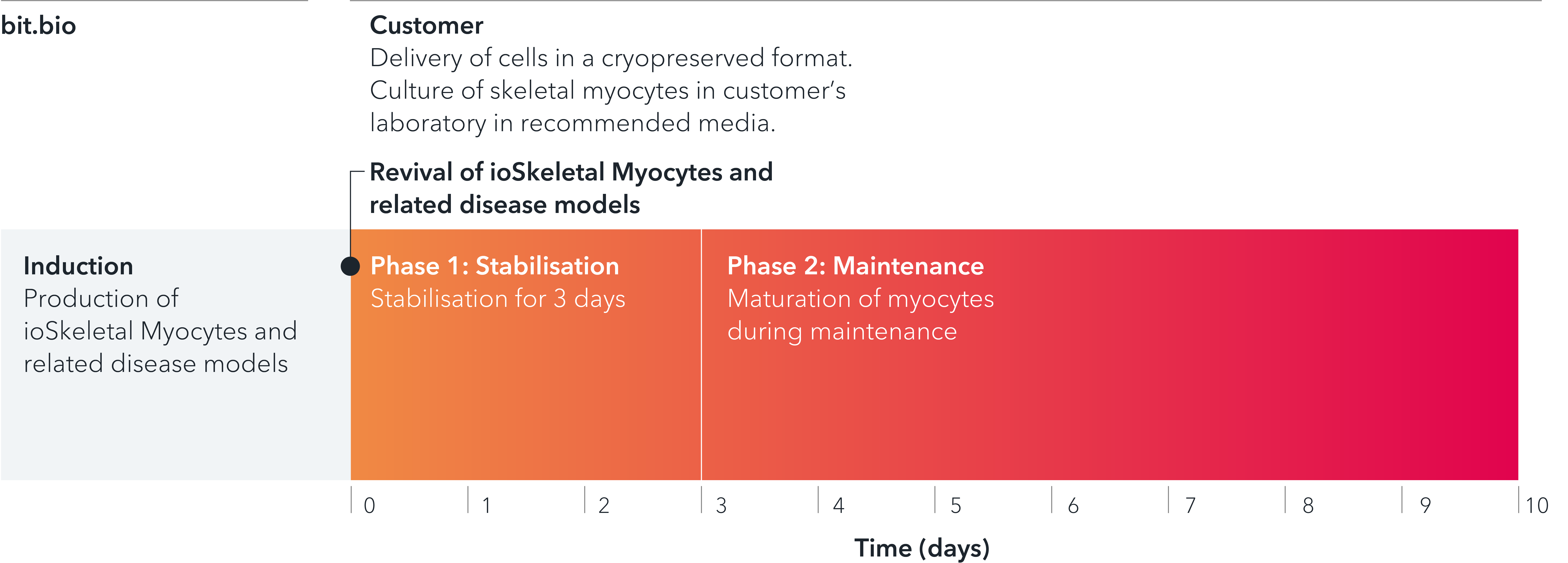 Timeline for culturing bit.bio iPSC-derived skeletal myocytes