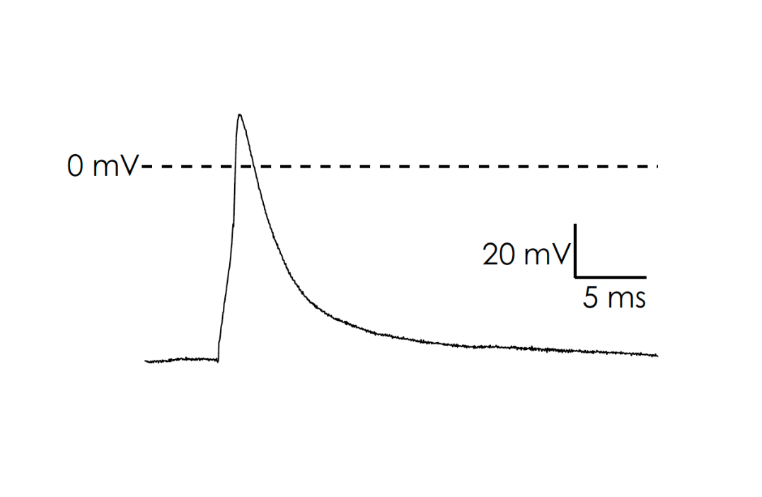 Characterising ioSensory Neurons on the Patchliner, an automated patch clamp system