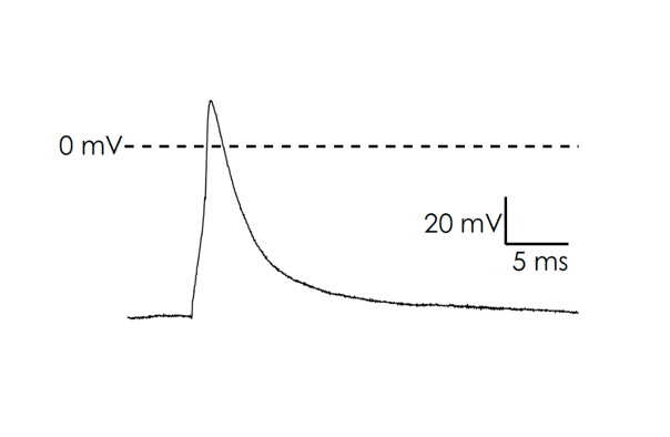 Characterisation of ioSensory Neurons on the Patchliner