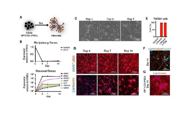 Inducible and Deterministic Forward Programming of Human Pluripotent Stem Cells into Neurons, Skeletal Myocytes, and Oligodendrocytes 