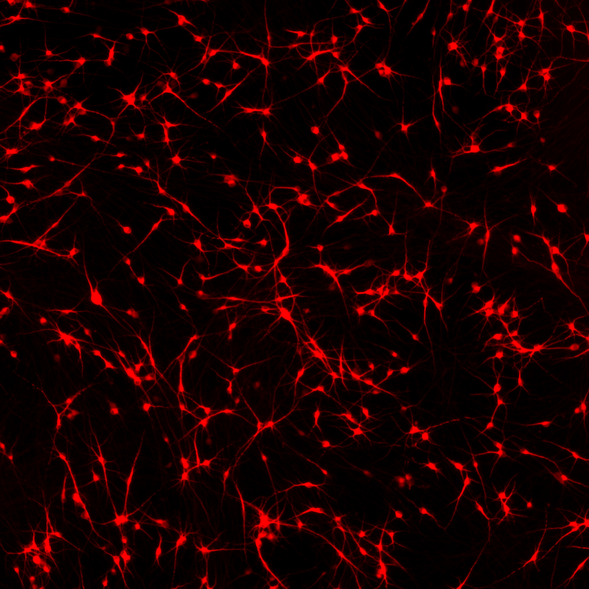 New! CRISPRa-Ready ioGlutamatergic Neurons