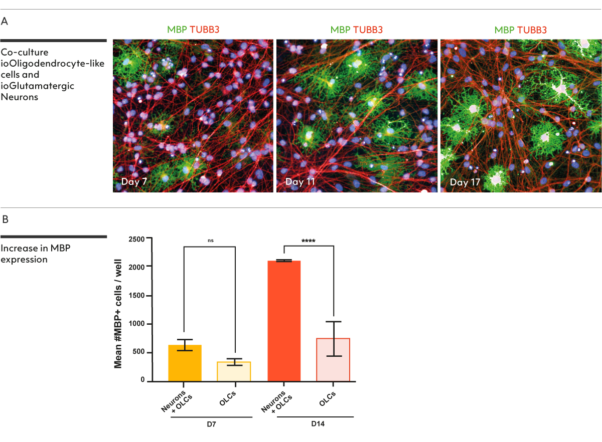 Oligodendrocyte-like cells show increased MBP expression when in co-culture with Glutamatergic Neurons