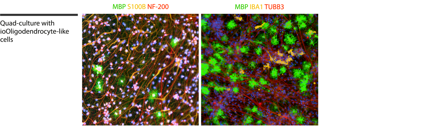 In vitro multicellular quad-culture model with ioOligodendrocyte-like cells, ioGlutamatergic Neurons, ioMicroglia and human iPSC-derived astrocytes.