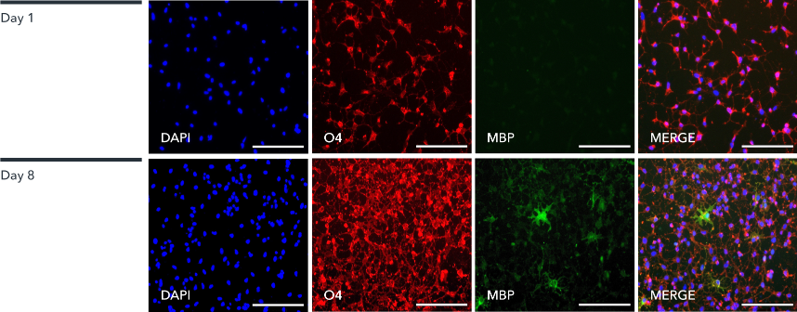 Oligodendrocyte-like cells express key oligodendrocyte markers, O4 and MBP, showing an increased cell complexity from day 1 to day 8